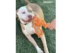 Adopt Brandy a Pit Bull Terrier