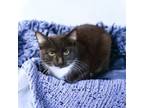 Adopt Sweetie a Domestic Short Hair, American Shorthair