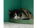 Adopt Twinkie a Domestic Short Hair, American Shorthair