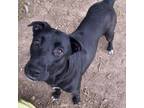 Adopt MARY JANE a Black Labrador Retriever