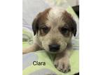 Adopt Clara a Australian Cattle Dog / Blue Heeler, Mixed Breed