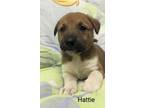 Adopt Hattie a Australian Cattle Dog / Blue Heeler, Mixed Breed