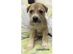 Adopt Josephine a Australian Cattle Dog / Blue Heeler, Mixed Breed