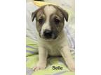 Adopt Belle a Australian Cattle Dog / Blue Heeler, Mixed Breed