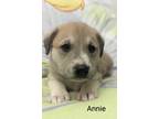 Adopt Annie a Australian Cattle Dog / Blue Heeler, Mixed Breed