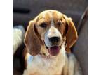 Adopt Darbee a Beagle