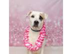 Adopt Lu Lu a Pit Bull Terrier, Labrador Retriever