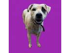 Adopt Lu Lu a Pit Bull Terrier, Labrador Retriever
