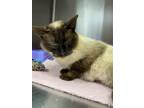 Adopt Sapphire a Domestic Short Hair