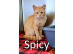 Adopt Spicy a Tabby, Extra-Toes Cat / Hemingway Polydactyl