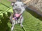 Adopt CRUMBLE a Australian Cattle Dog / Blue Heeler, Pit Bull Terrier