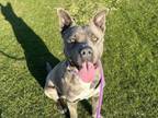 Adopt AMETHYST a Pit Bull Terrier
