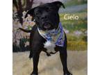 Adopt Cielo a Pit Bull Terrier