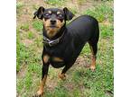 Jack, Miniature Pinscher For Adoption In Gloucester, Virginia