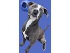 Greg, American Pit Bull Terrier For Adoption In Bartlesville, Oklahoma