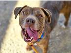 Adopt FANTA* (AKA LILA) a Labrador Retriever, Rhodesian Ridgeback