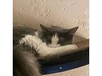 Adopt Marie a Domestic Medium Hair