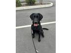 Adopt Birdie a Labrador Retriever