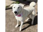 Adopt RORY a German Shepherd Dog, Great Pyrenees