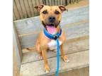 Adopt PIPER a Pit Bull Terrier