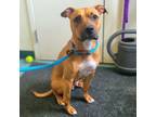 Adopt PIPER a Pit Bull Terrier