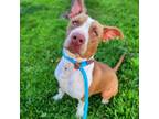 Adopt MOCHA a Pit Bull Terrier, Mixed Breed