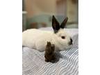 Adopt BUTTONS a Bunny Rabbit