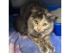 Adopt Molly a Domestic Medium Hair