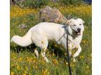 Adopt Polar Bear --- Oakhurst, CA a Labrador Retriever, Great Pyrenees