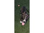 Adopt pickles a Siberian Husky, American Staffordshire Terrier