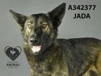 Adopt JADA a German Shepherd Dog