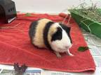 Adopt COCO a Guinea Pig