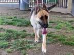 Adopt Dog a German Shepherd Dog