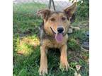 Adopt Penelope a Shepherd