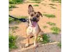 Adopt Benatar a Boxer, Shepherd