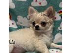 Chihuahua Puppy for sale in Conroe, TX, USA