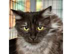 Adopt Mini a Domestic Long Hair