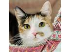 Adopt Rose a Domestic Short Hair