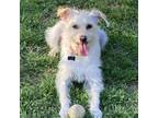 Adopt Sandy B Courtesy Post a Poodle, Terrier