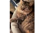 Adopt Buffy a Domestic Long Hair, Maine Coon