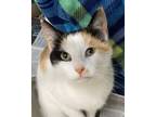 Adopt Chispa a Domestic Short Hair