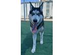 Adopt FRANNY- IN FOSTER a Siberian Husky