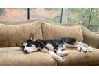 Adopt ZIVA a Siberian Husky, Mixed Breed