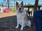 Adopt CANELA a Australian Shepherd, Australian Cattle Dog / Blue Heeler