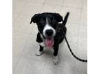 Adopt MOCHA a Border Collie