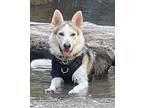 Adopt Melii a German Shepherd Dog, Husky