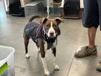 Adopt ARIA a Pit Bull Terrier, Mixed Breed