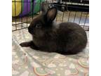 Adopt CRACKERS a Bunny Rabbit