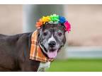 Adopt Nikki a Pit Bull Terrier