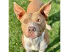 Adopt Allison a Pit Bull Terrier